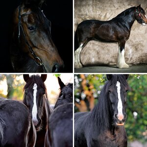 Tiere