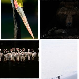 Fauna_01