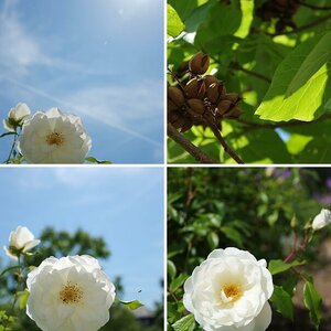 Flora