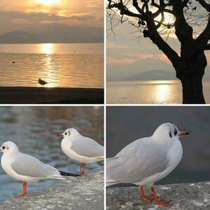 Geflügel & Sonnenuntergang