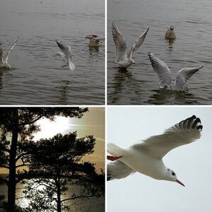 Usedom