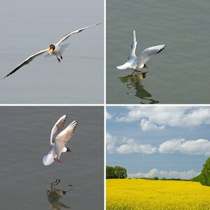 Usedom 2010
