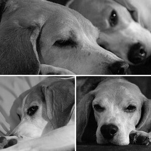 Hunde
