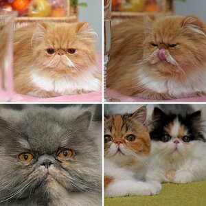 Katzen