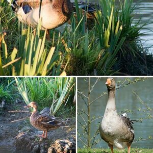 Vögel