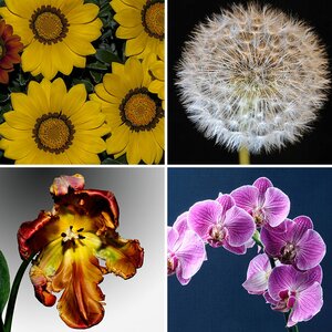 Florales