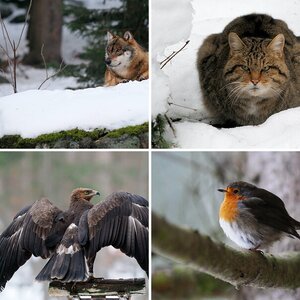 Nationalpark Bayerwald