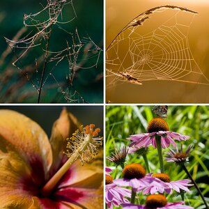 Macro