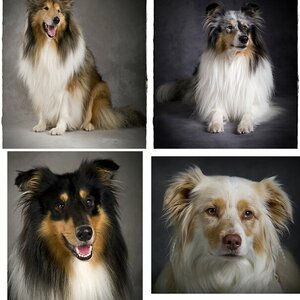 Collies