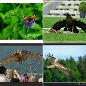 Animals