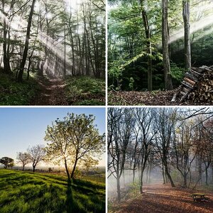 Wald und Wiese