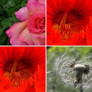 Blommekes