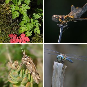 Natur