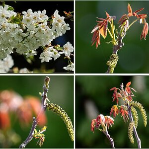 Iris, Krokusse und andere Frühjahrsboten