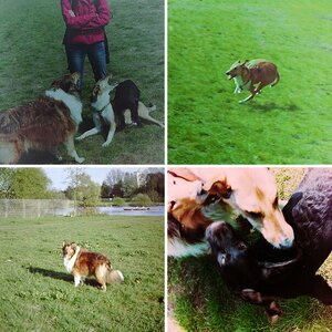 Hunde