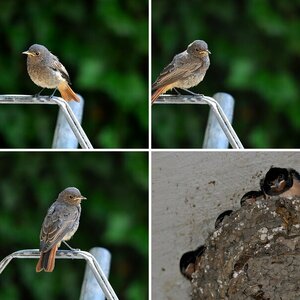 Sigma 150-500mm