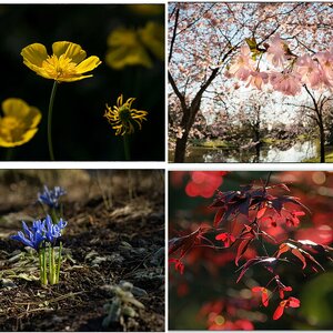 Flora_01