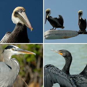 Vögel