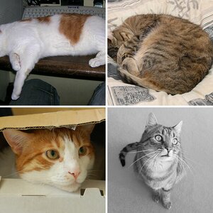 Mietzekatzen