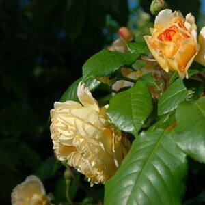 Erstes Bild mit der D80 ( Dx 18-55VR )