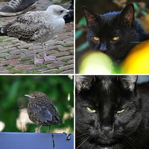 Tiere
