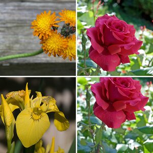 blumen