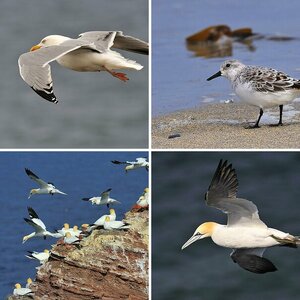 Meine ersten Vögel