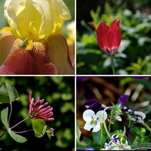Botanischer Garten München