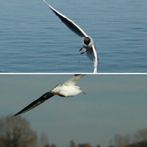 tierwelt