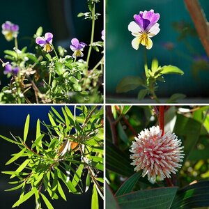 Flora Australiens