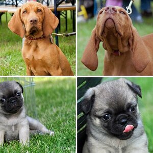 Hunde
