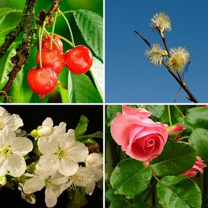Blumen und Pflanzen