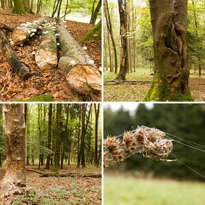 Waldspaziergang