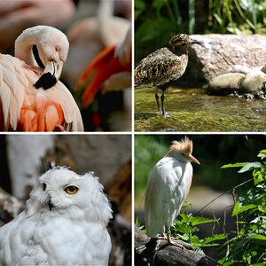 Vogelwelt