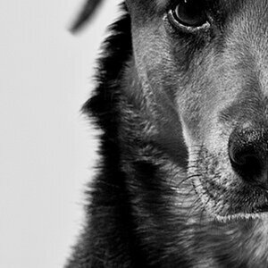 unser Hund