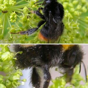 INSECTEN