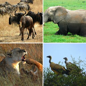 Kenia / Wildlive