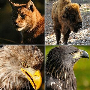 Tiere