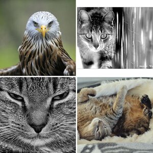 Tiere