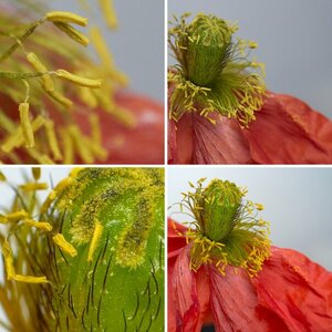 Zoerk Macroscope Beispiele