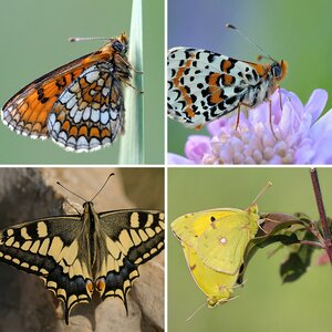 Schmetterlinge