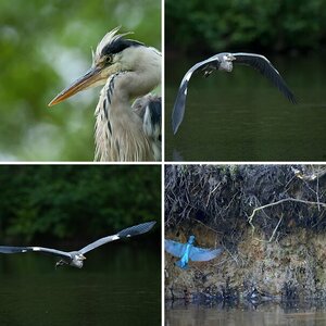 Eisvogel