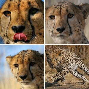 Namibia 2009 - Katzen 2