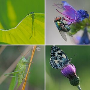 Insekten (1)