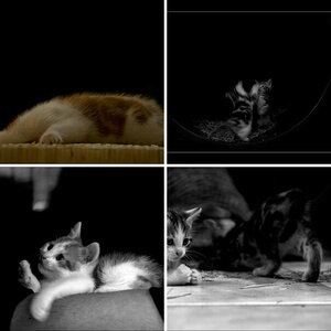 Tiere