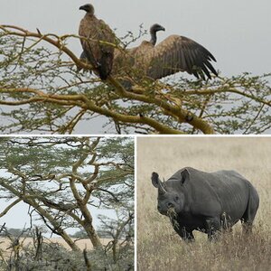 Safarifotos