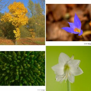 Blumen