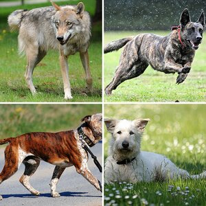 Hunde