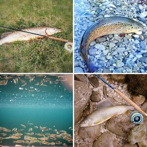 Fliegenfischen im Salzkammergut