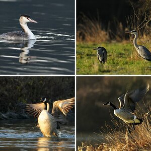 Vogelfotografie an der Ruhr / Bochum